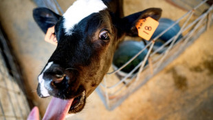 Científicos en EEUU buscan píldora para limitar eructos de vacas y ayudar al clima