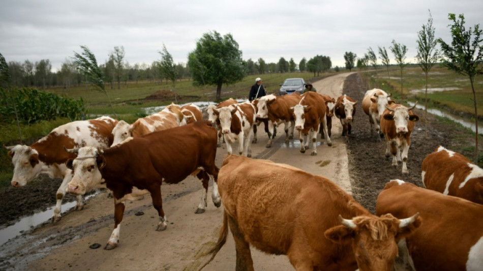 Economic woes sour prospects for China's dairy farmers