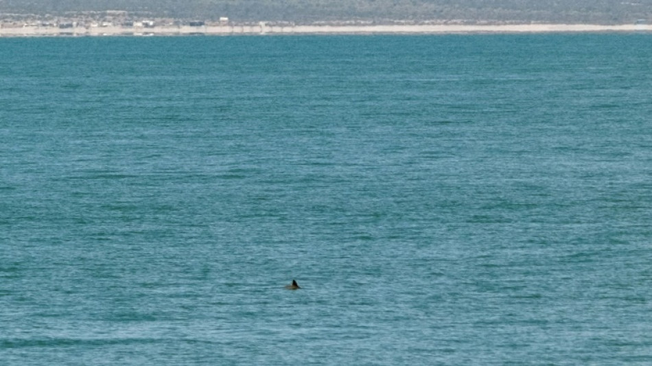 La población de vaquita marina se mantiene "estable" en aguas de México