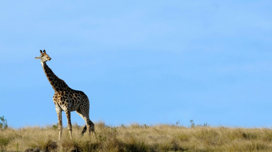 Afrique du Sud: une girafe tue un bébé, enquête ouverte