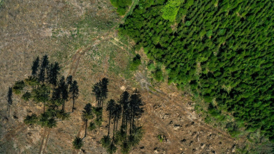 Umweltverband fordert "Waldwende" von Bund und Ländern 