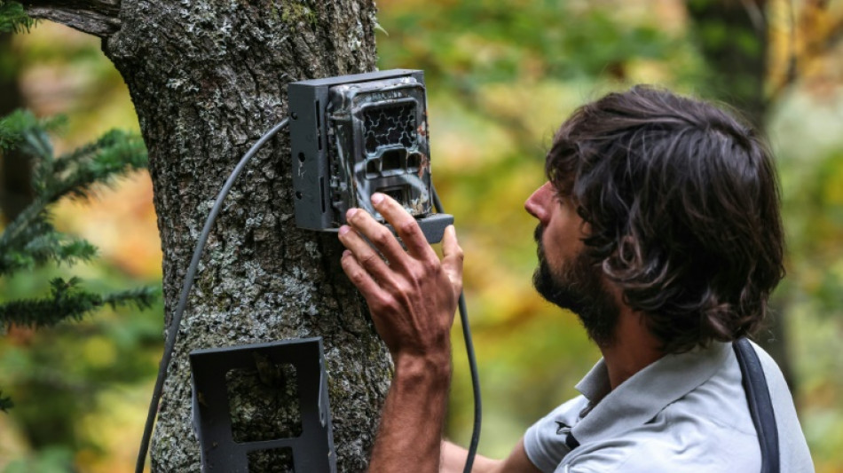 L'ours des Pyrénées, discrètement surveillé pour assurer sa survie