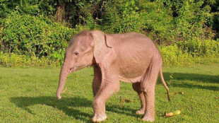 Nace en Birmania un inusual elefante blanco