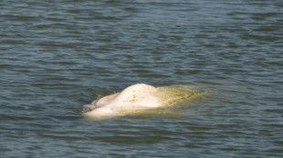 Francia considera transportar al mar a beluga perdida en el río Sena