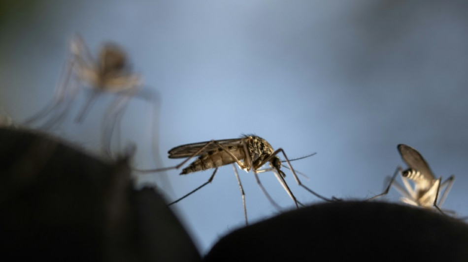 EEUU alerta de primeros casos locales de malaria en 20 años