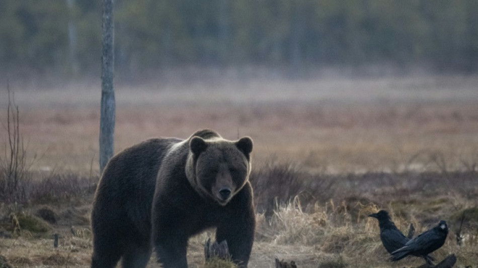 Im Frühjahr in Bayern gesichteter Braunbär ist tot