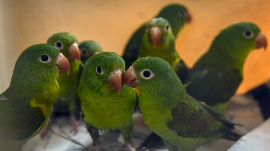 Bundespolizisten finden bei Kontrolle mehr als hundert Vögel in Lieferwagen 