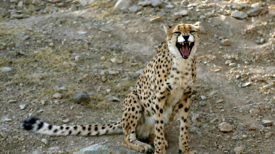 Muere una segunda cría de guepardo asiático en Irán