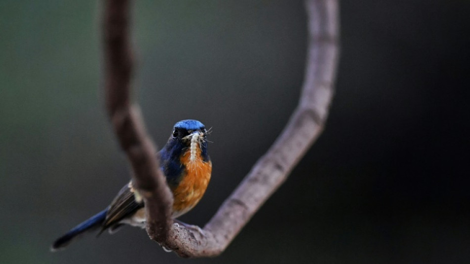 Pájaros, escarabajos e insectos podrían ayudar a reemplazar los pesticidas, según un estudio