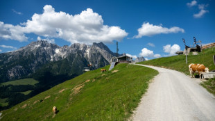 Entlaufener Stier verletzt in Österreich drei Landwirte schwer