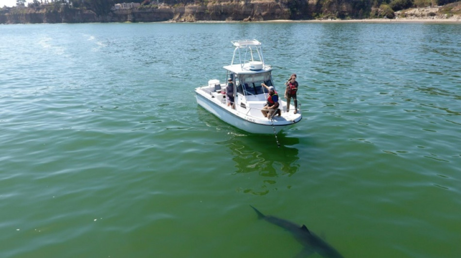 Desplazados por el cambio climático, tiburones amenazan la vida marina en California