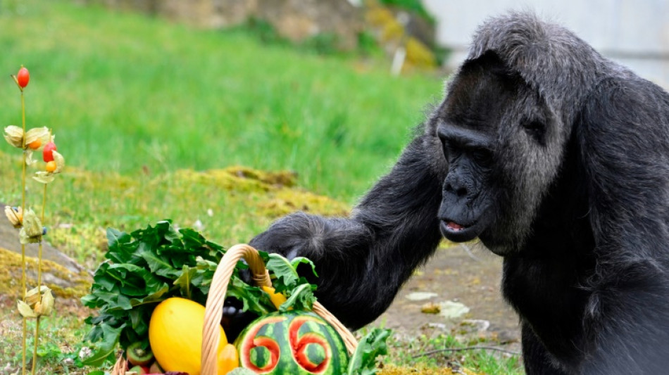 Melone und ein Kräuterstrauß für die älteste Gorilladame der Welt