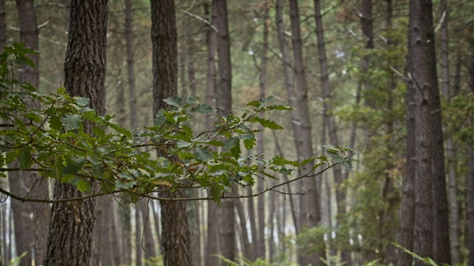 Climat: la baisse du stockage de carbone par les forêts françaises devrait se poursuivre