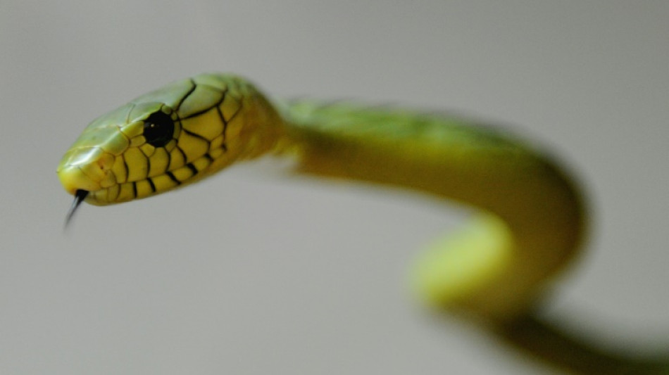 Relief in Netherlands as 'escaped' mamba never left home