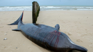 Fallece una ballena varada en el norte de Francia
