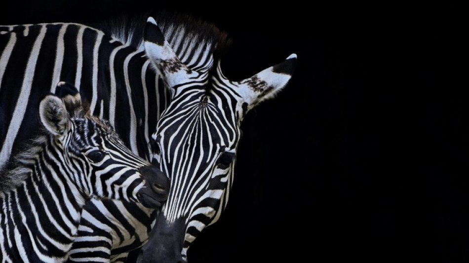 Polizei fängt freilaufendes Zebra in Hessen ein