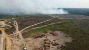 Major firms not doing enough to curb deforestation: report