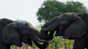 El elefante adora saludar