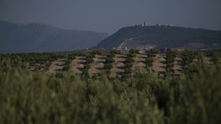 La sequía extrema amenaza el "oro verde" de España