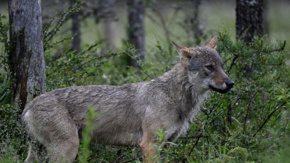 Le loup, moins bien préservé en Europe après le déclassement de son statut d'espèce très protégée