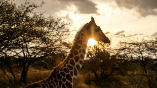 Giraffes bring peace to Kenyan communities once at odds 