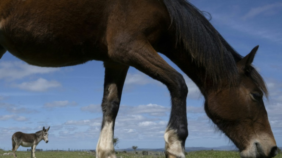 Uruguay registra primer caso de virus equino que también puede afectar a humanos
