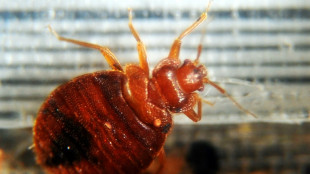 França lança ação contra infestação de percevejos