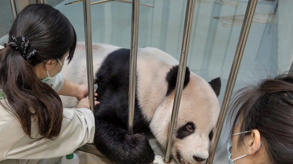 Taiwán invita a expertos veterinarios chinos ante la próxima muerte de un oso panda