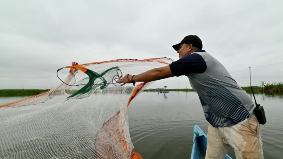 Camarón, el producto estrella de Ecuador acechado por el crimen