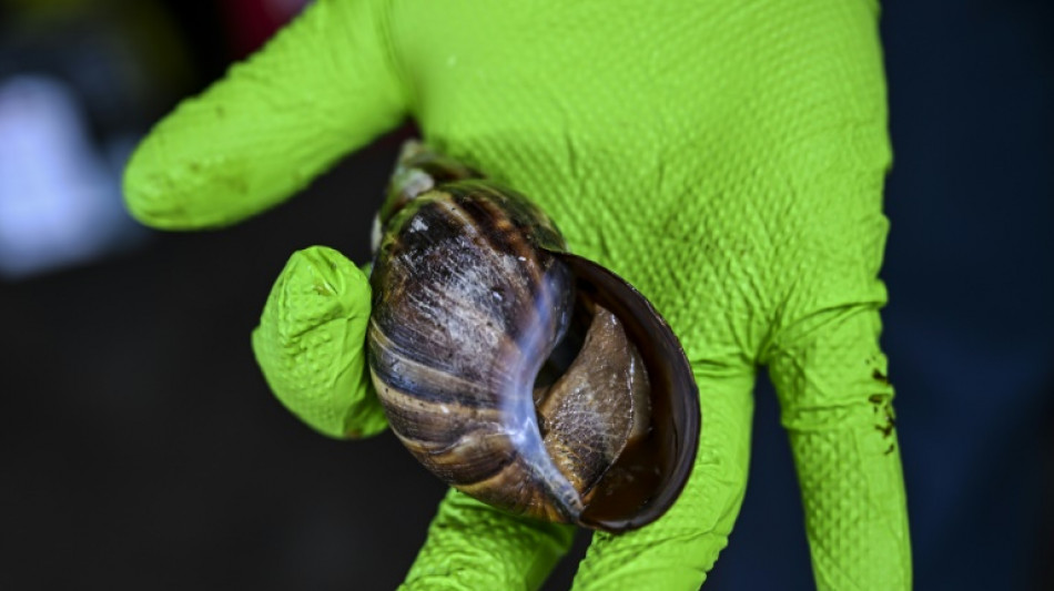 El caracol gigante africano preocupa a un condado de Florida 