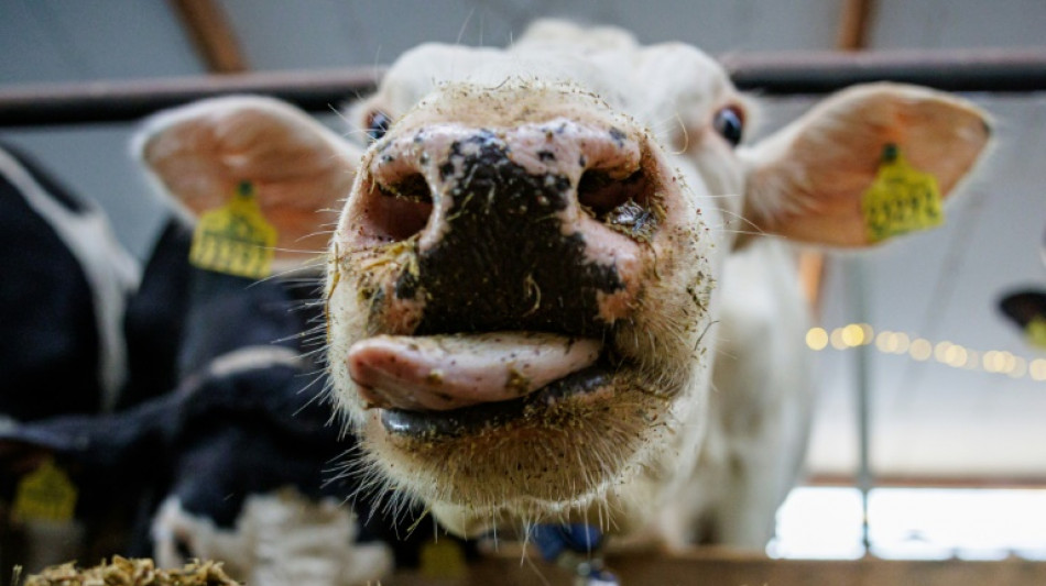 Unbekannter vergiftet Futter und Wasser von Rinderherde in Sachsen mit Heizöl