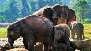 Fruit feast as Sri Lanka's first jumbo orphanage marks golden jubilee