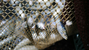 India all but sinks WTO sustainable fishing deal