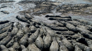 Herds of endangered hippos trapped in mud in drought-hit Botswana