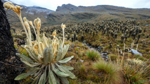 Colombia violó derechos de pueblo indígena con proyectos extractivos, concluye Corte IDH