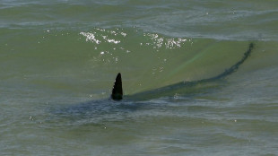 Zwei Frauen in Ägypten beim Schwimmen im Roten Meer von Hai getötet