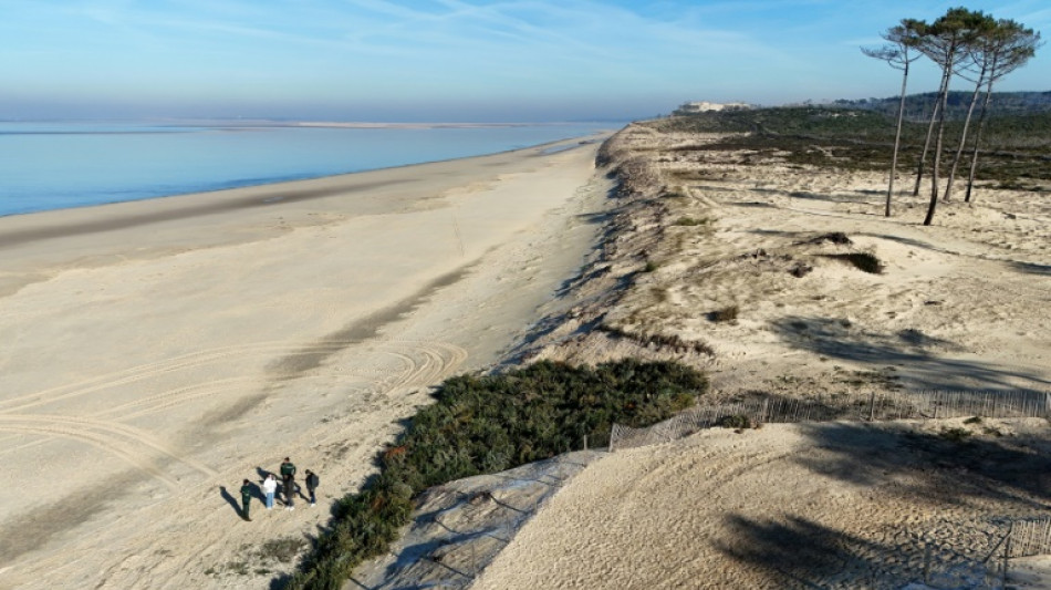 Près d'Arcachon, les sapins de Noël recyclés contre l'érosion des plages