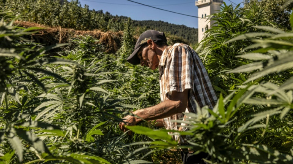 In Morocco hills, cannabis farmers bet on budding industry