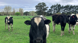 Burp tax causes pre-poll stink with New Zealand farmers