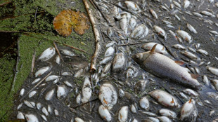Sospechan que un alga tóxica causó mortalidad masiva de peces en el río Óder