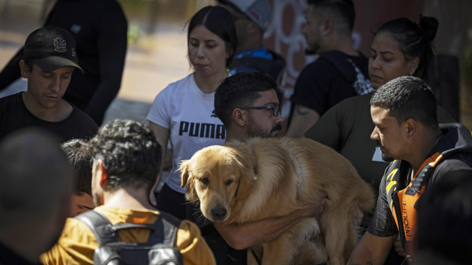 Alluvioni in Brasile, la nuova sfida è salvare anche gli animali