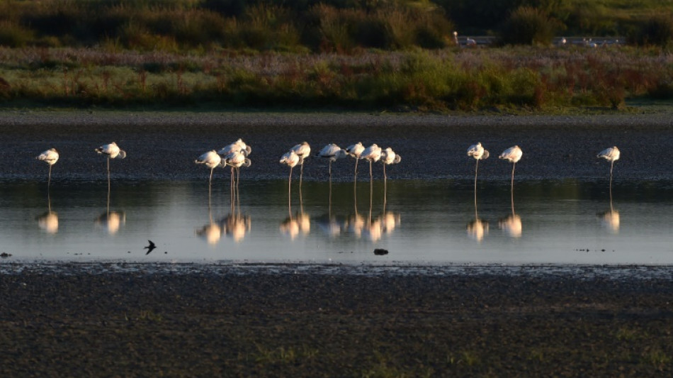 Acuerdo para proteger el parque de Doñana, en España