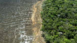 Brésil: déforestation record en Amazonie en janvier