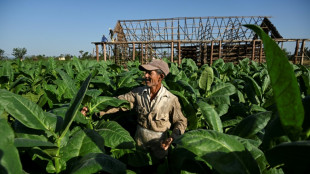 Walloped by hurricane, Cuba's  tobacco sector struggles to its feet