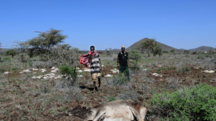 Après la sécheresse, le déluge: des éleveurs kényans voient leur monde s'écrouler