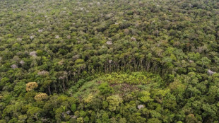 Waldzerstörung in Kolumbien 2023 deutlich zurückgegangen