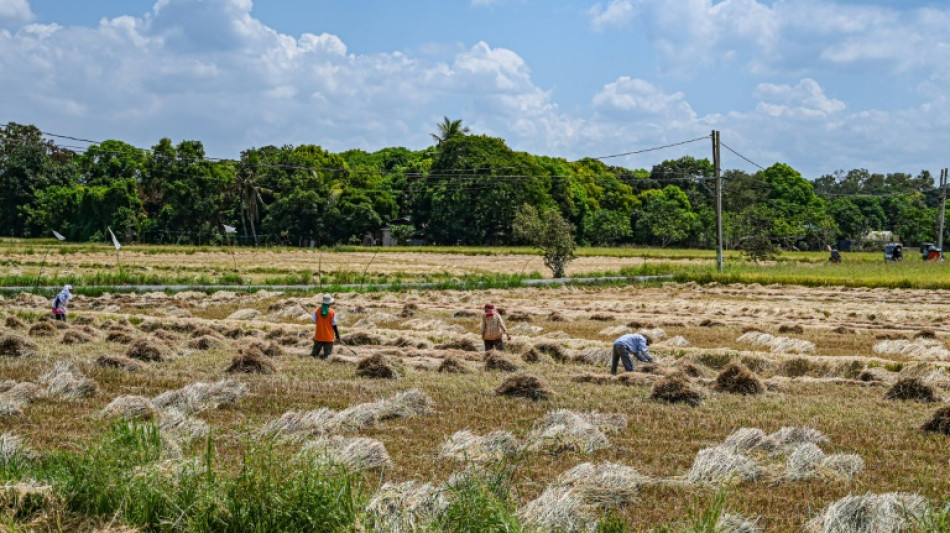 Un tribunal philippin suspend la production d'un OGM pour des craintes en matière de sécurité