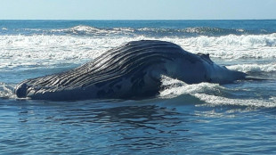 Encuentran muerta una ballena jorobada en playa de Guatemala