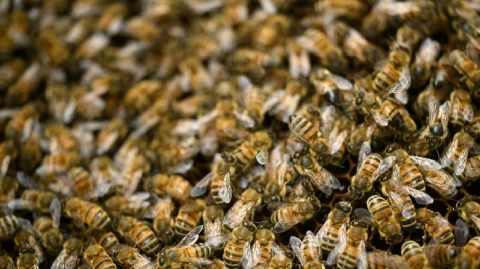 Cambio climático, pesticidas y parásitos tienen cansados a los apicultores europeos