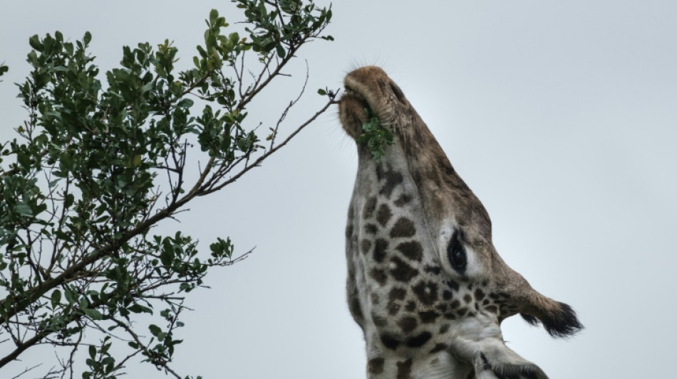 Three 'transformations' for nature, according to UN experts 